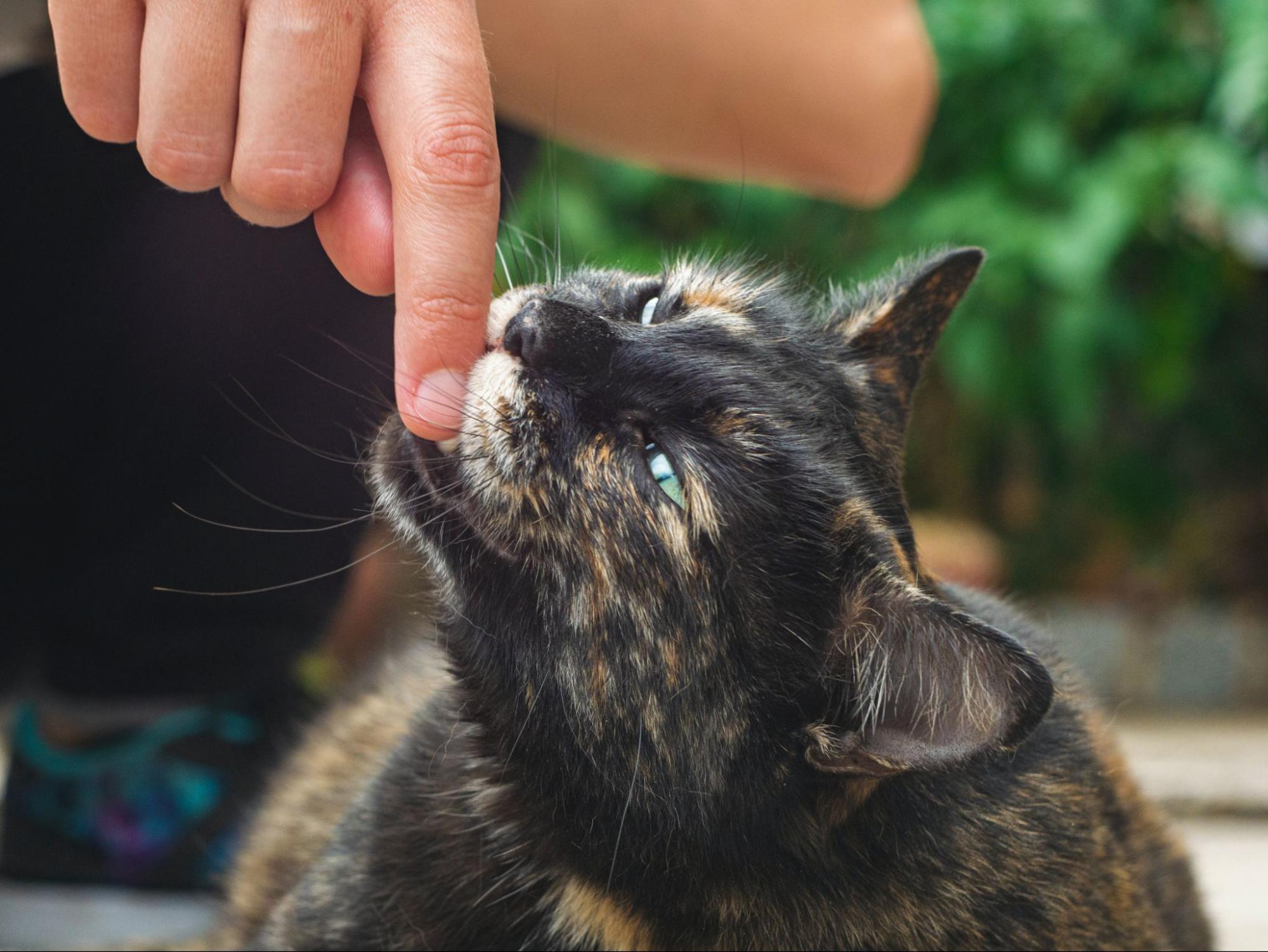 猫