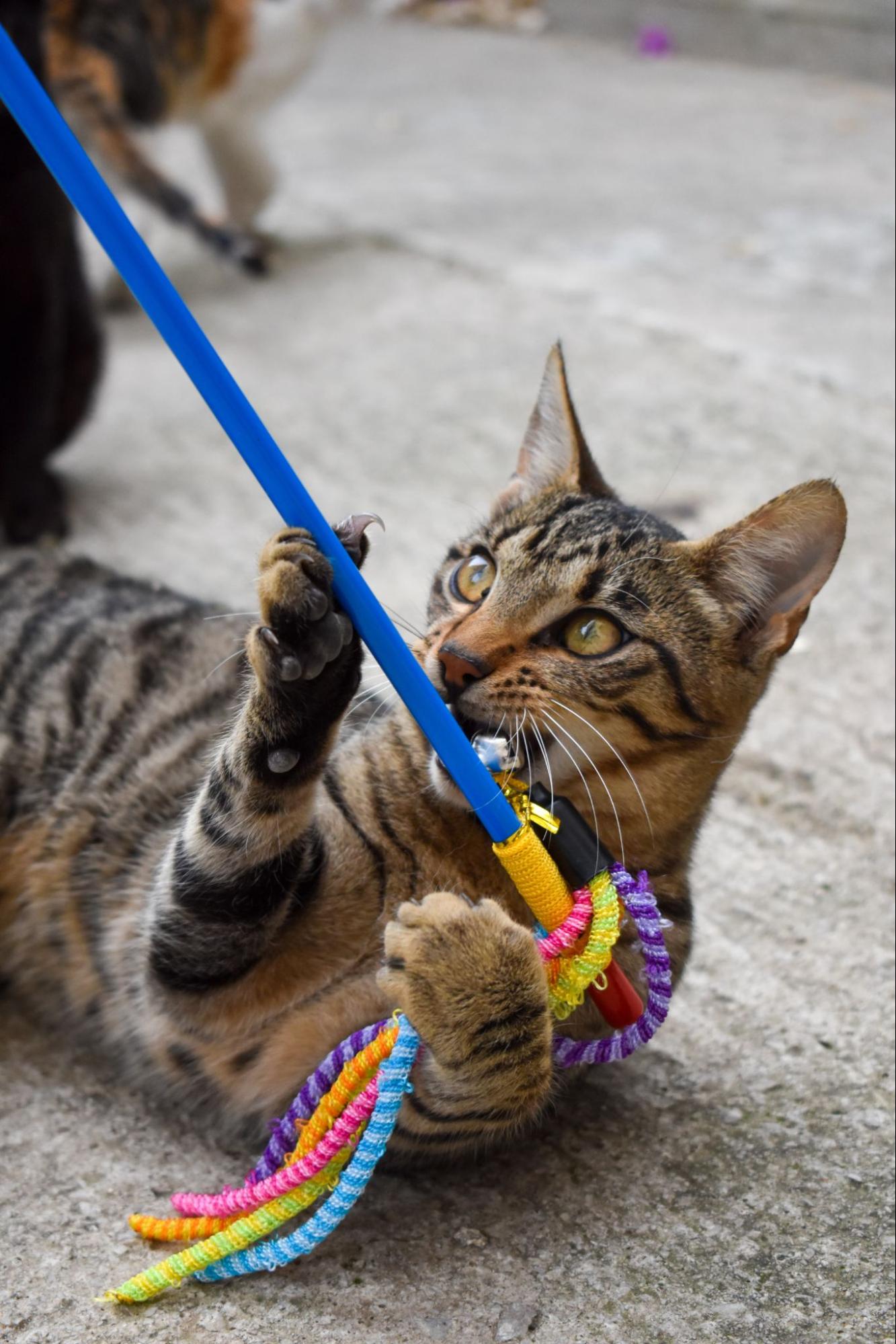 猫