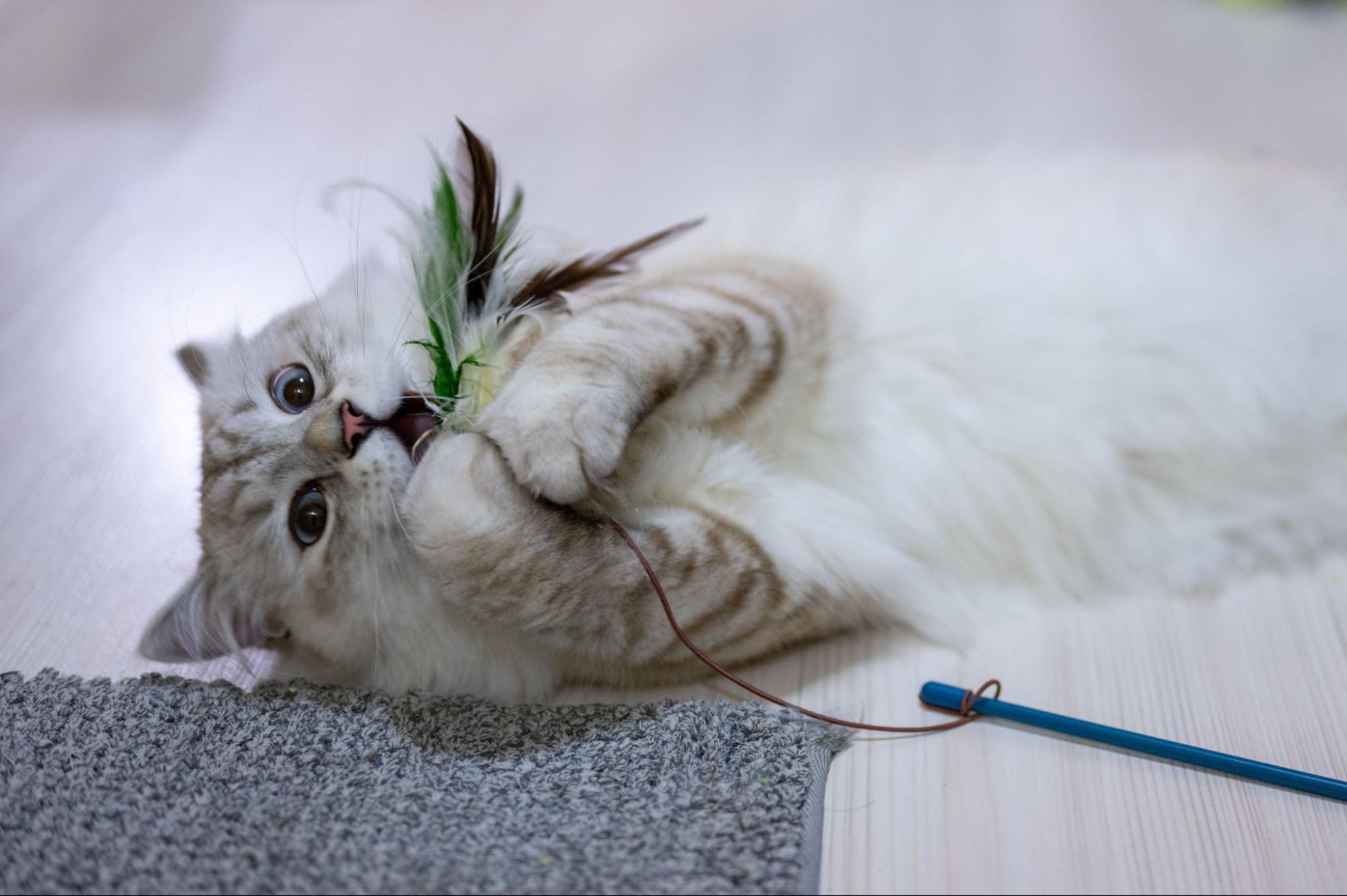 猫