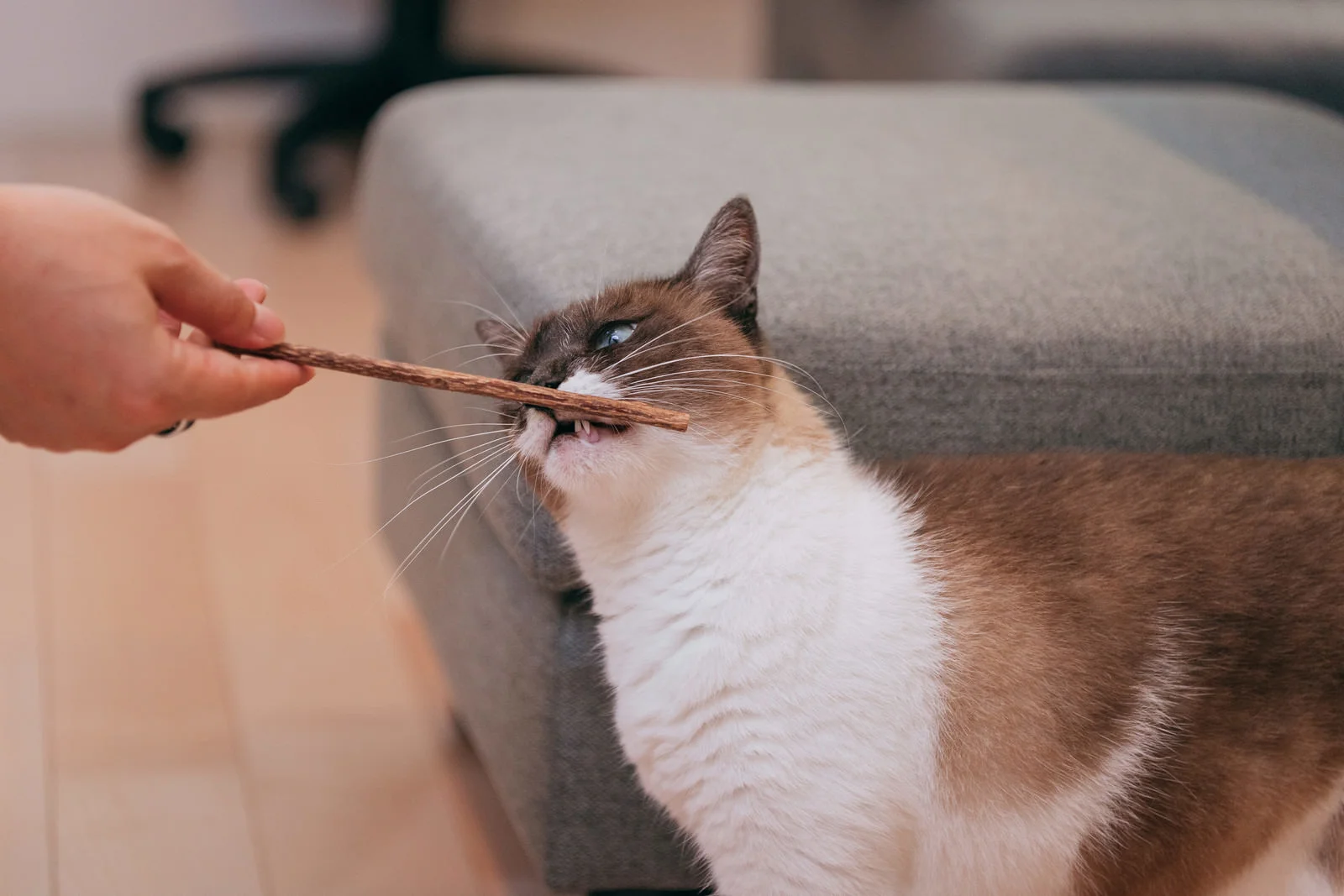 猫
