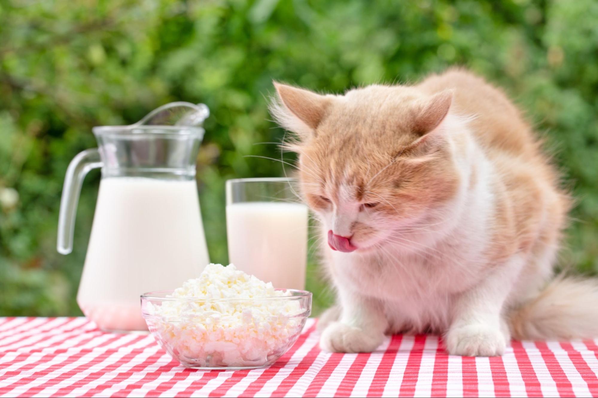 猫、チーズ、牛乳、外