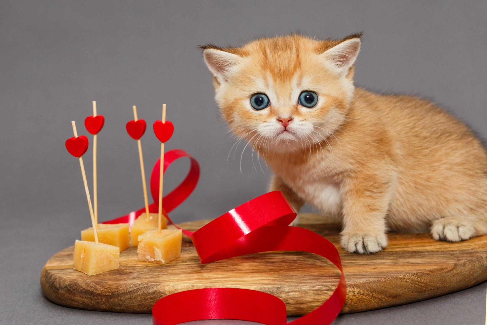 子猫、チーズ、リボン