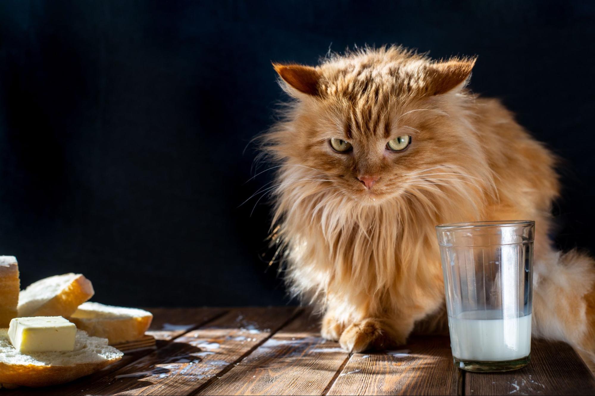 猫、チーズ、牛乳、睨む