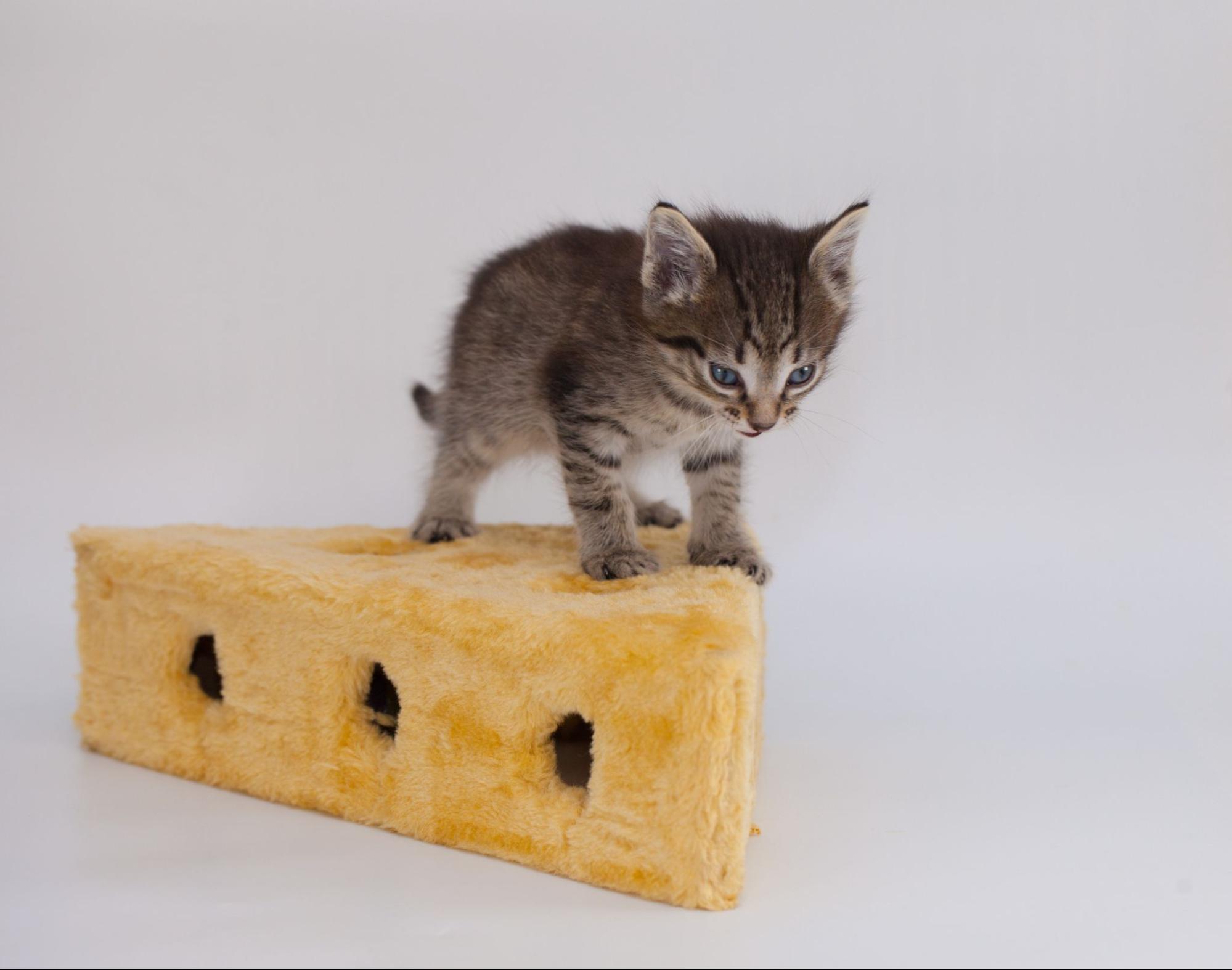 子猫、チーズ、上に乗る