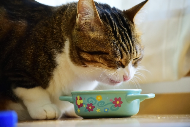 猫、フード、食器