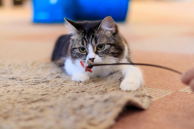 猫