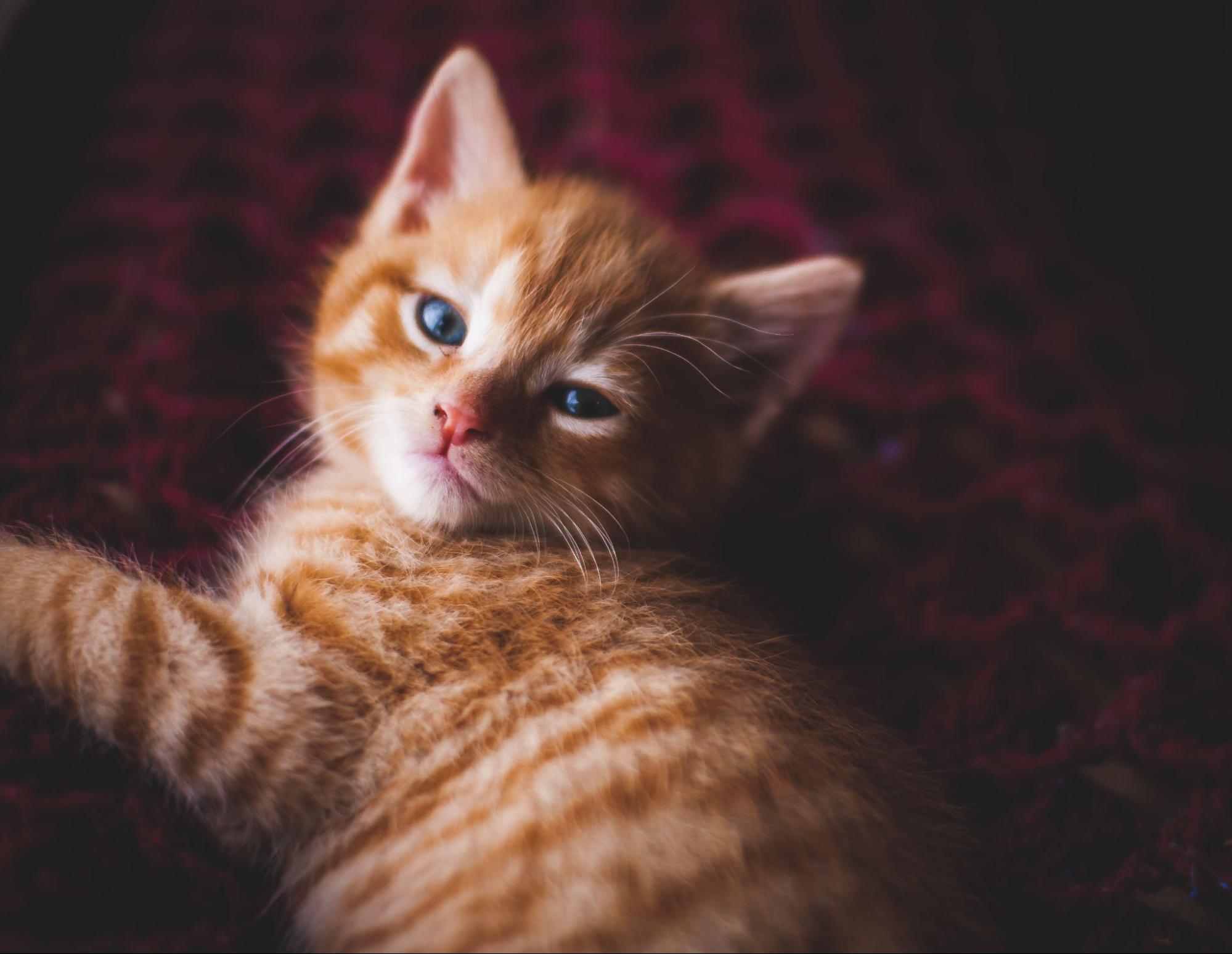 猫