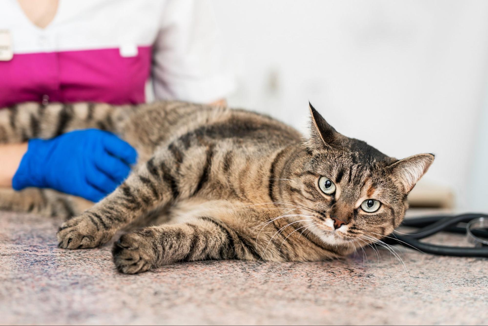 猫、寝転ぶ、病院