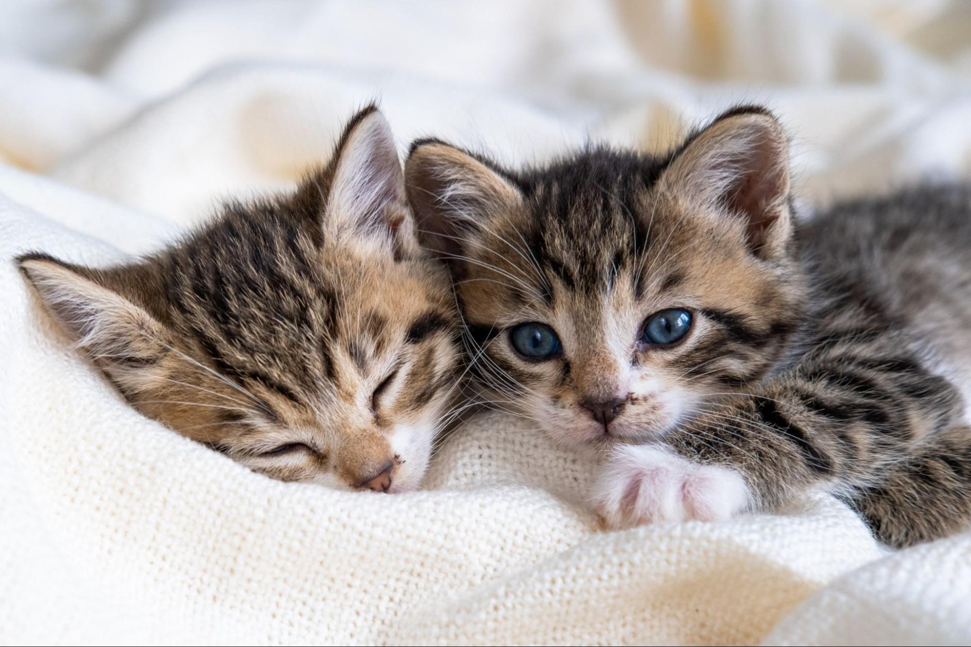 子猫、2匹、毛布