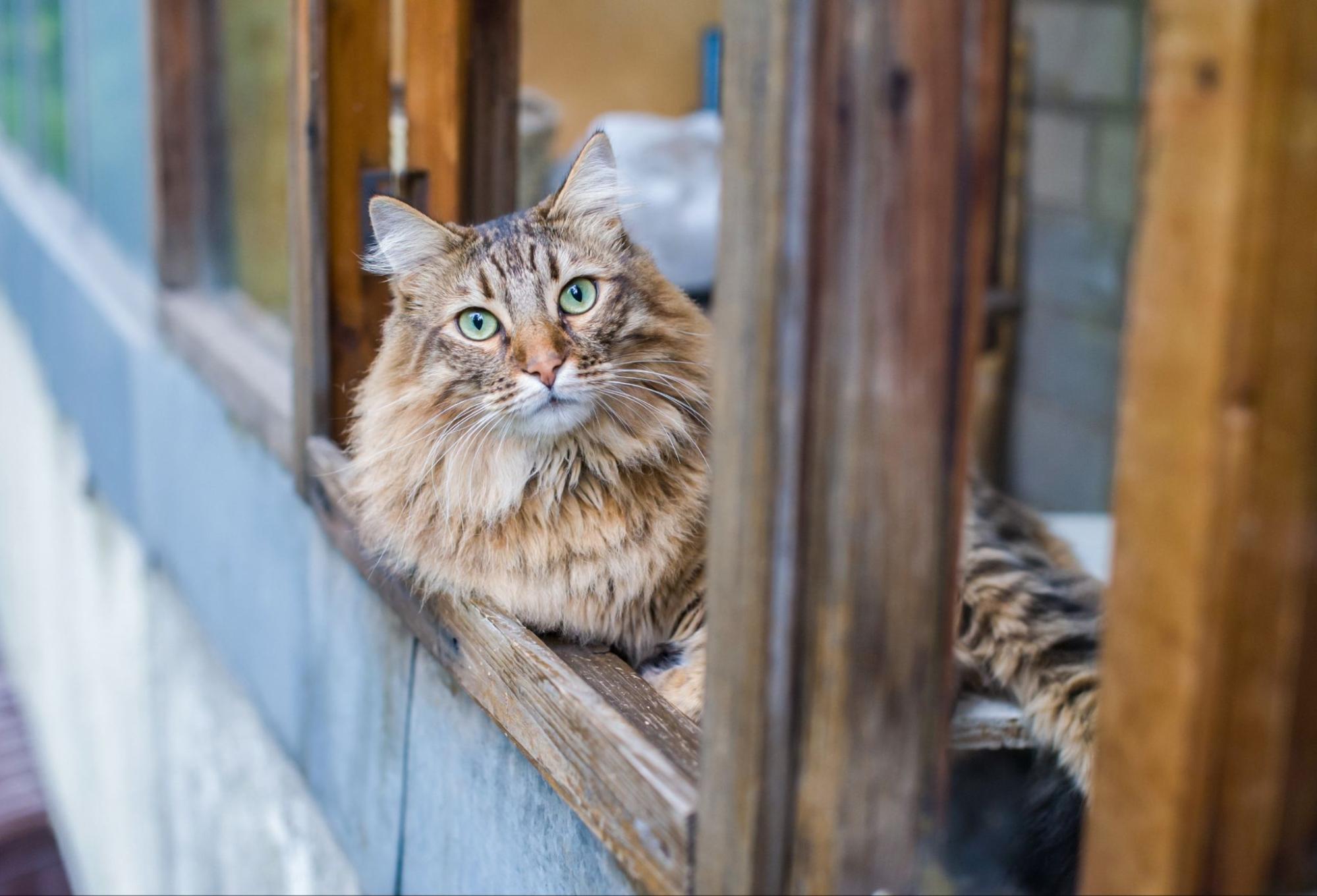 猫、見つめる、外