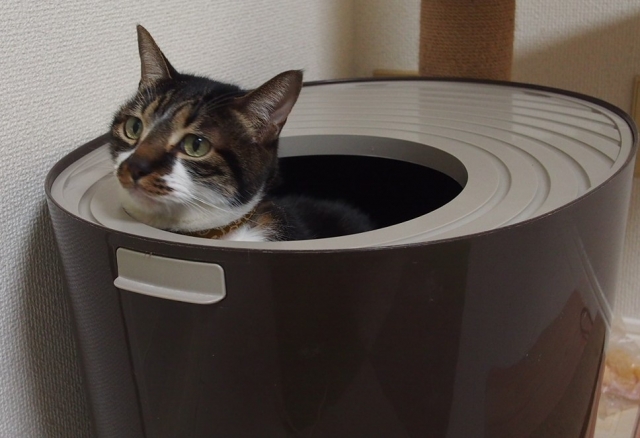 トイレに入る猫