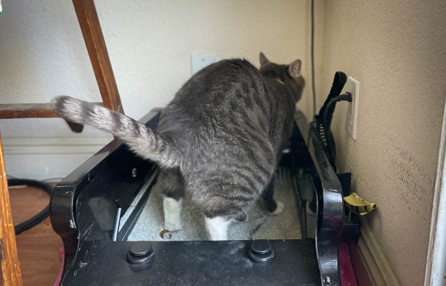 トイレをする猫