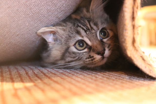 カーペットにくるまる猫