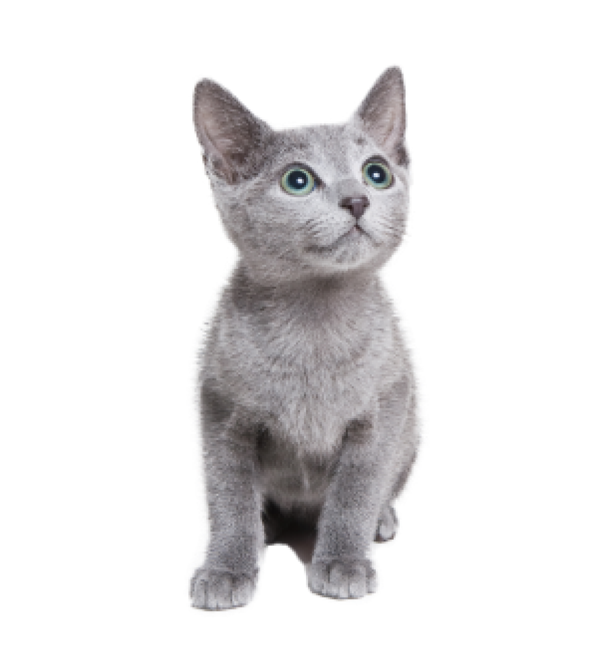 猫下部尿路疾患で「通院15日間」が必要になった場合
