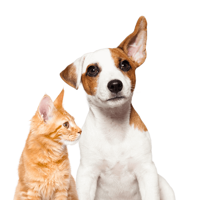 犬猫