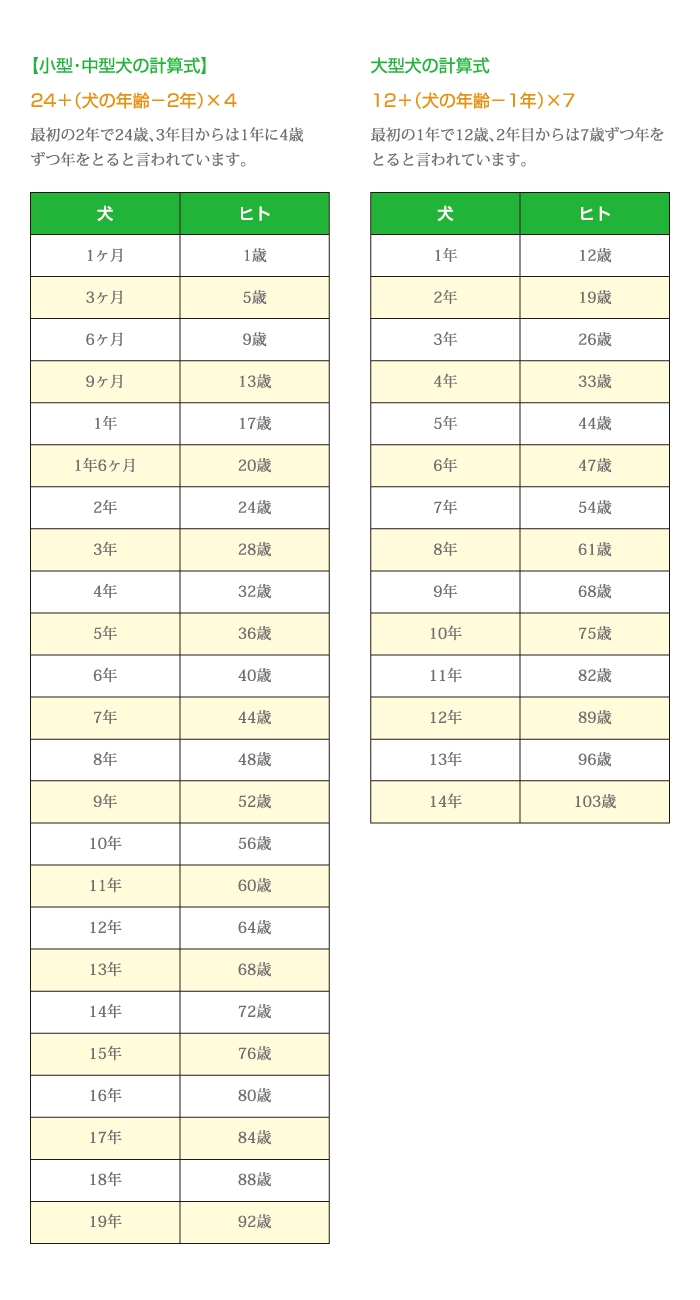 犬、年齢早見表