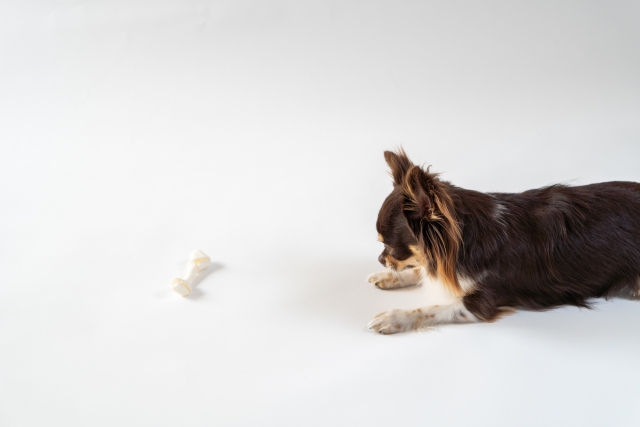 犬