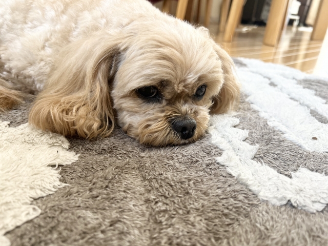 カーペットでくつろぐ犬