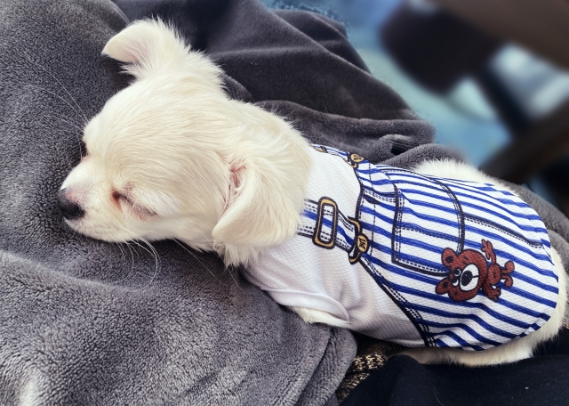 眠る子犬