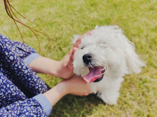 飼い主になでられる犬