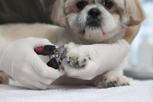 犬、獣医、爪切り