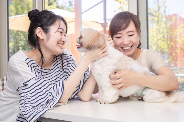 犬、トリミング、飼い主