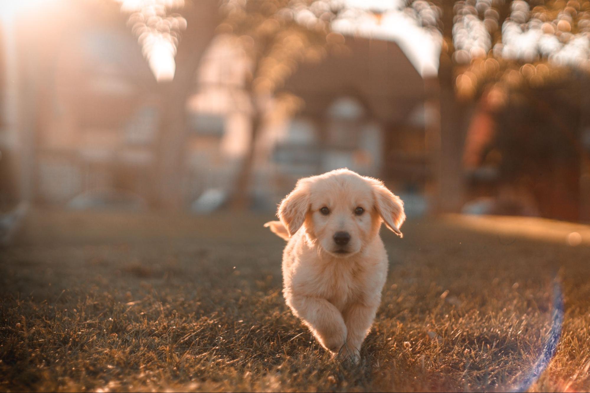 犬