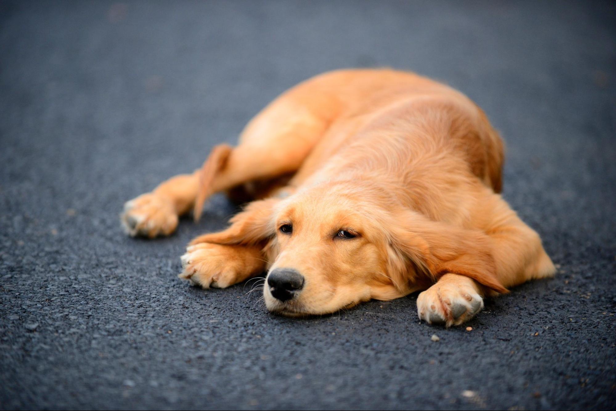 犬