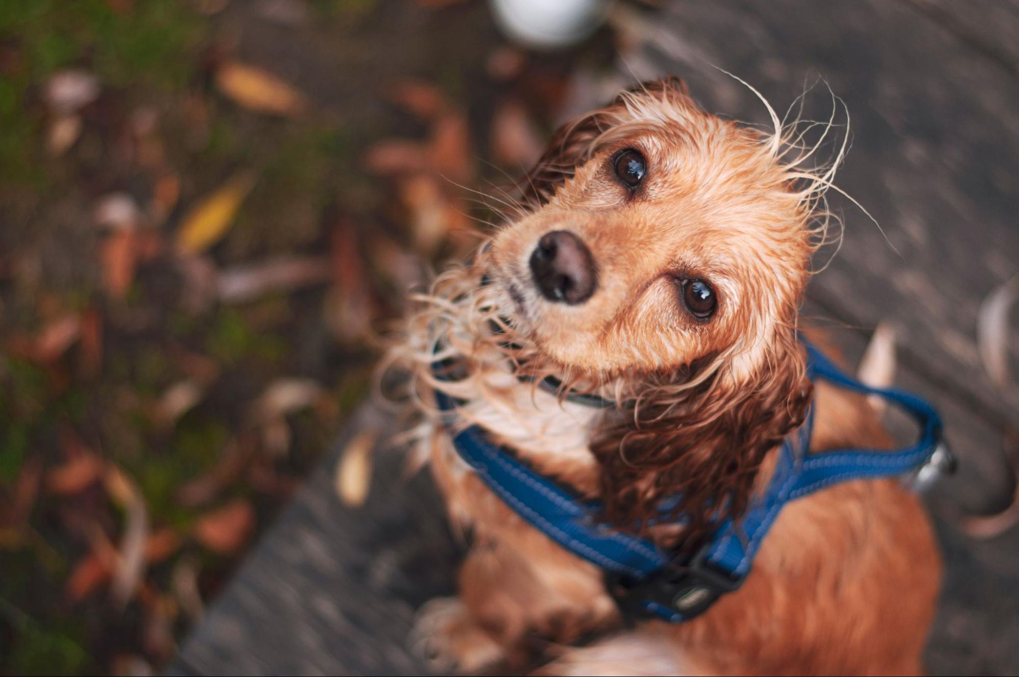 犬