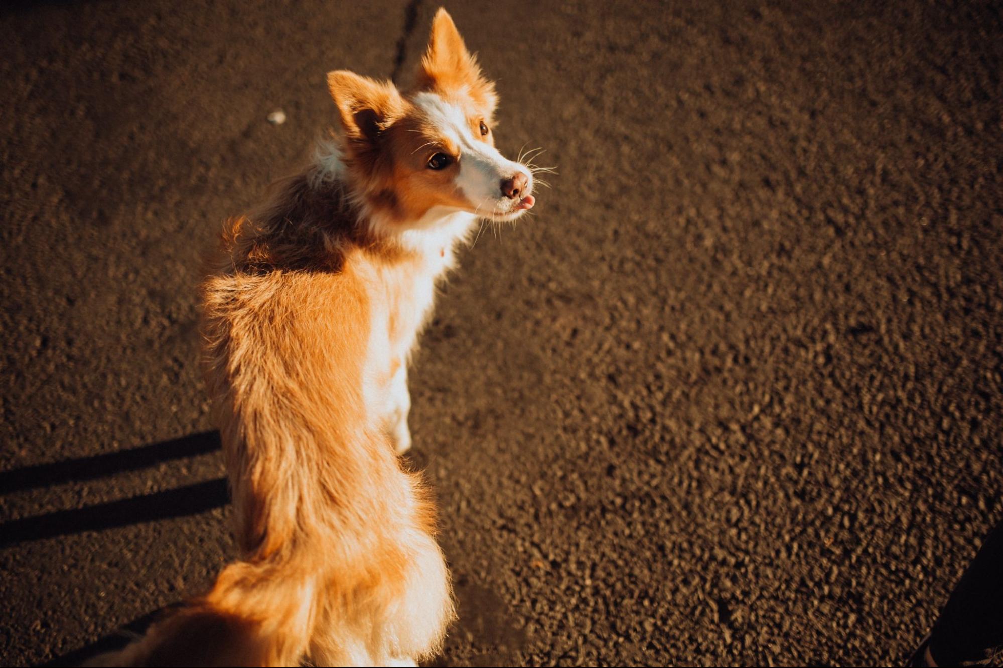 犬