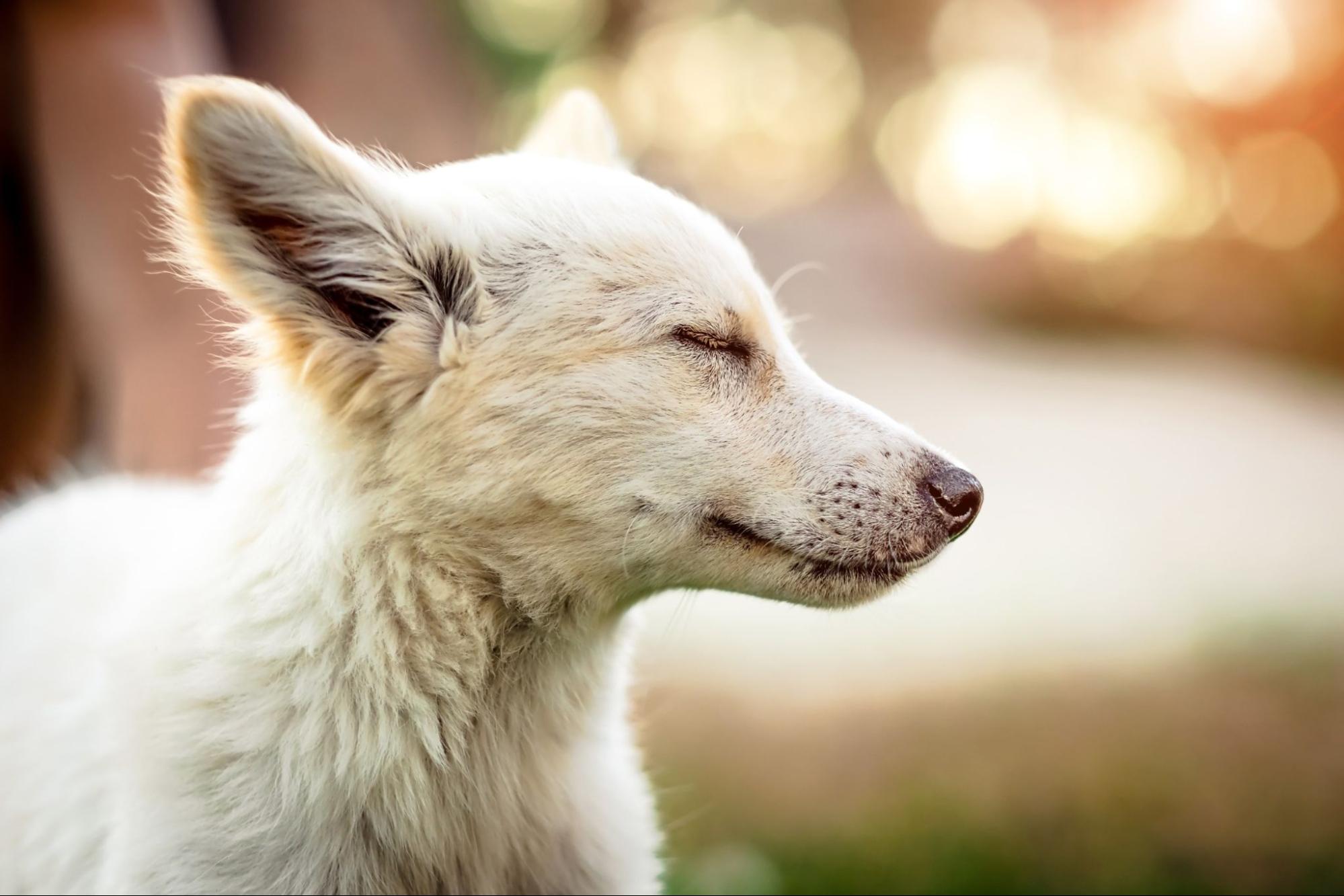 犬