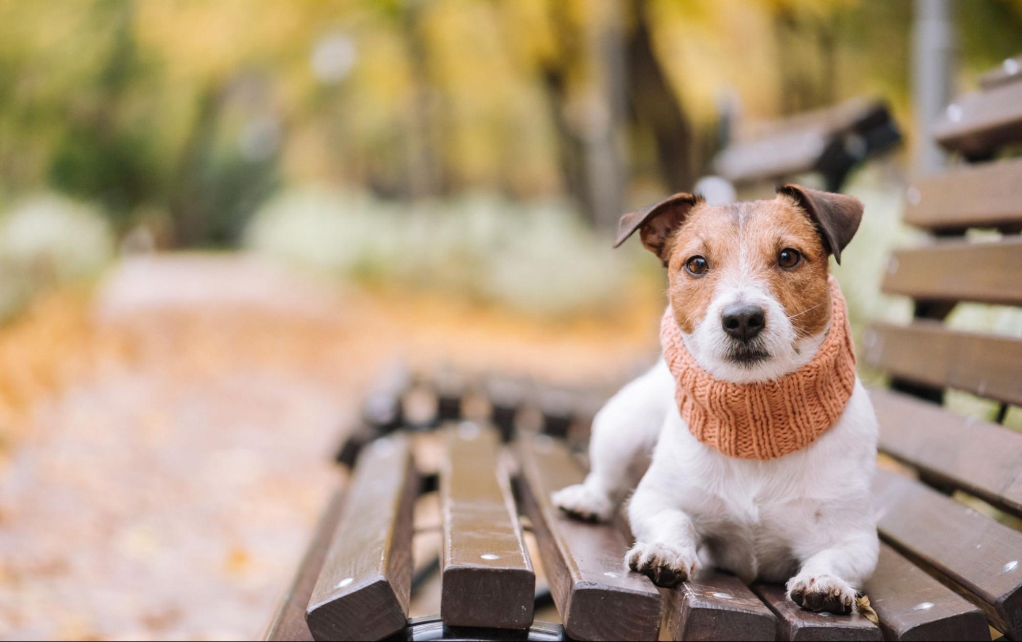 犬