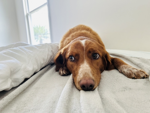 犬、ベッド、顔