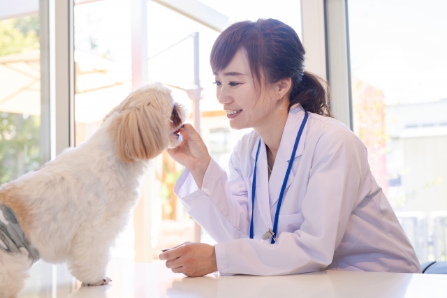 犬、獣医