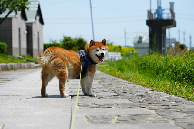 柴犬、散歩