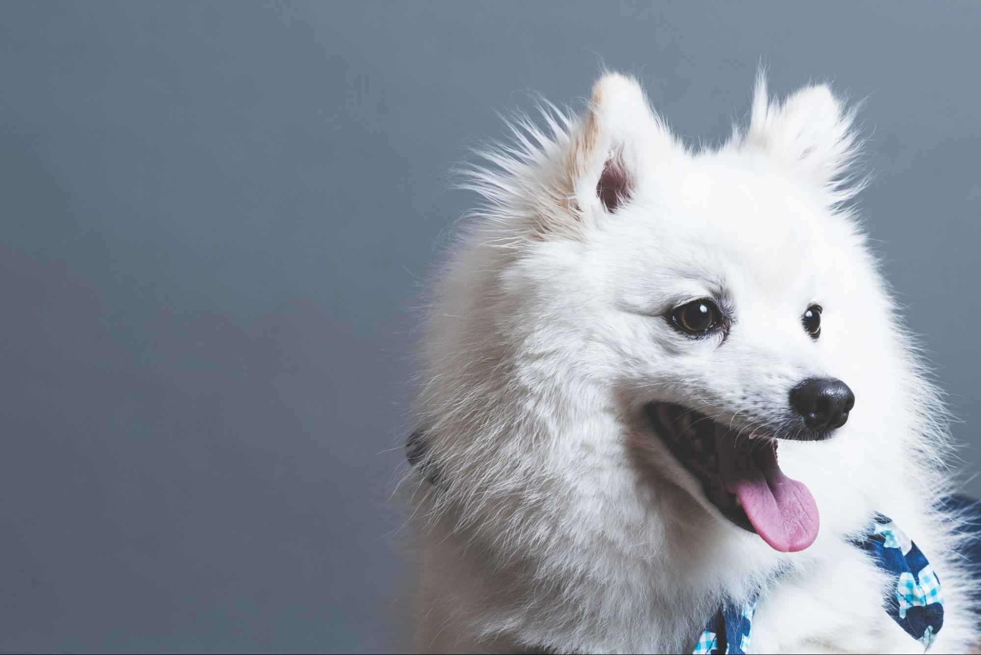 犬