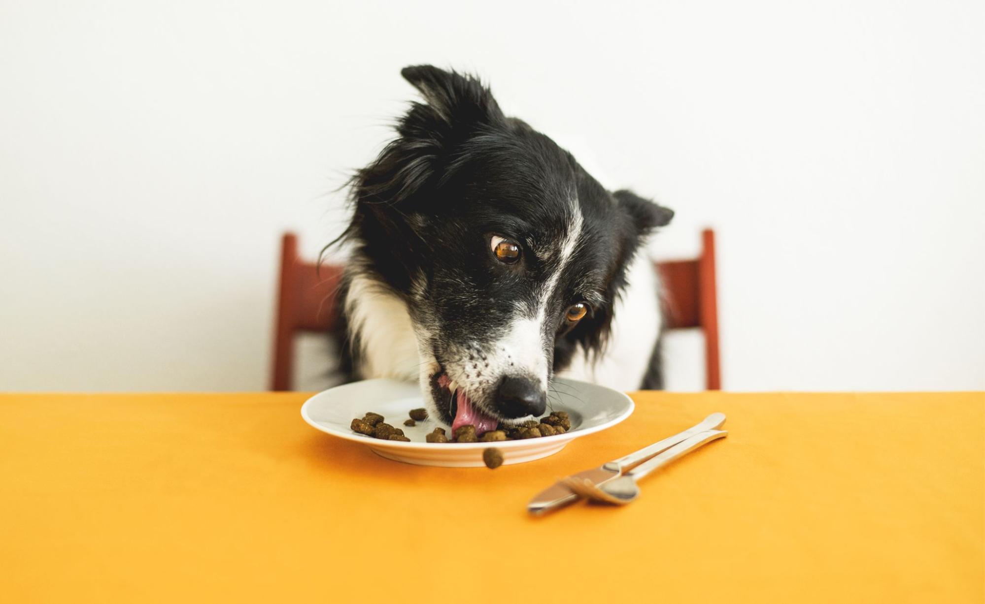 犬