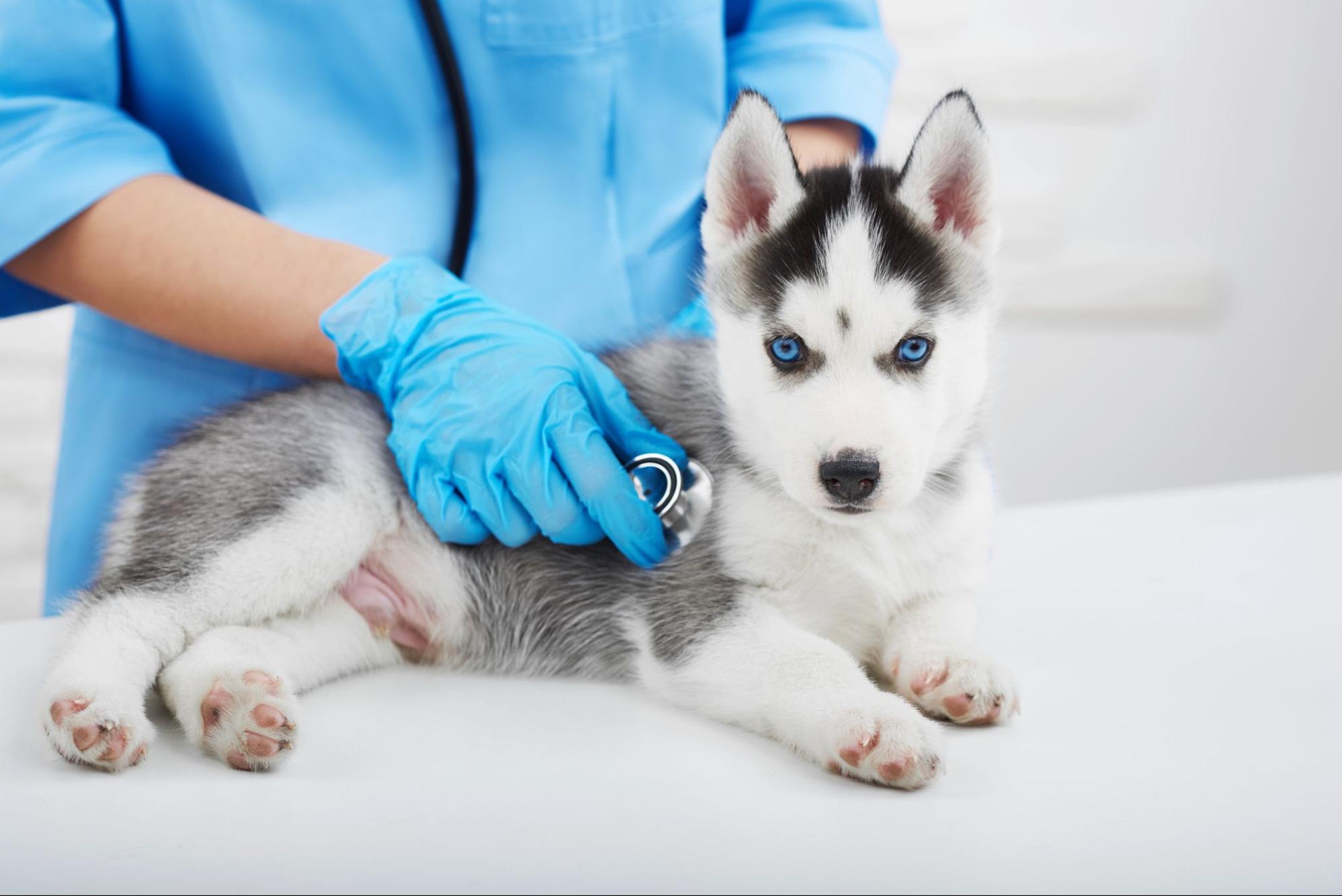 犬