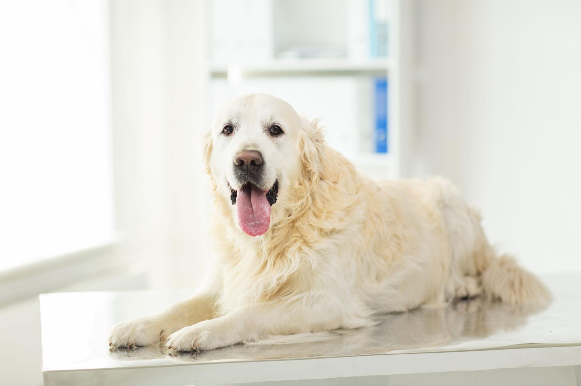 犬