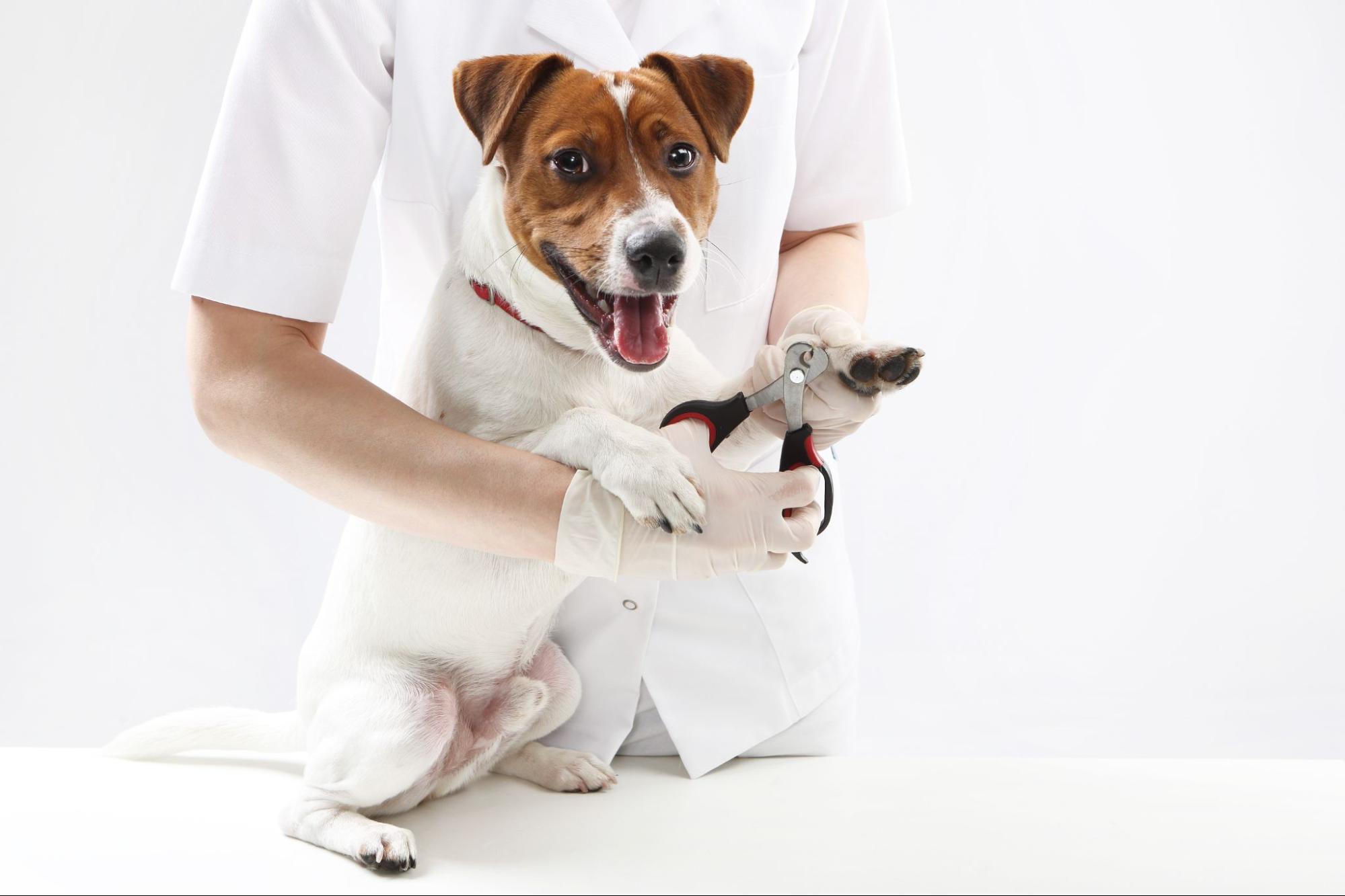 犬