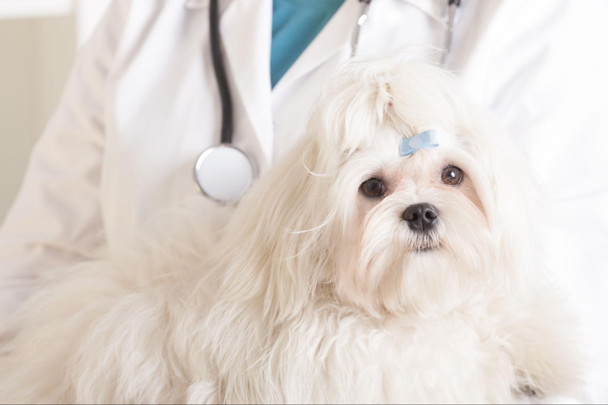 犬