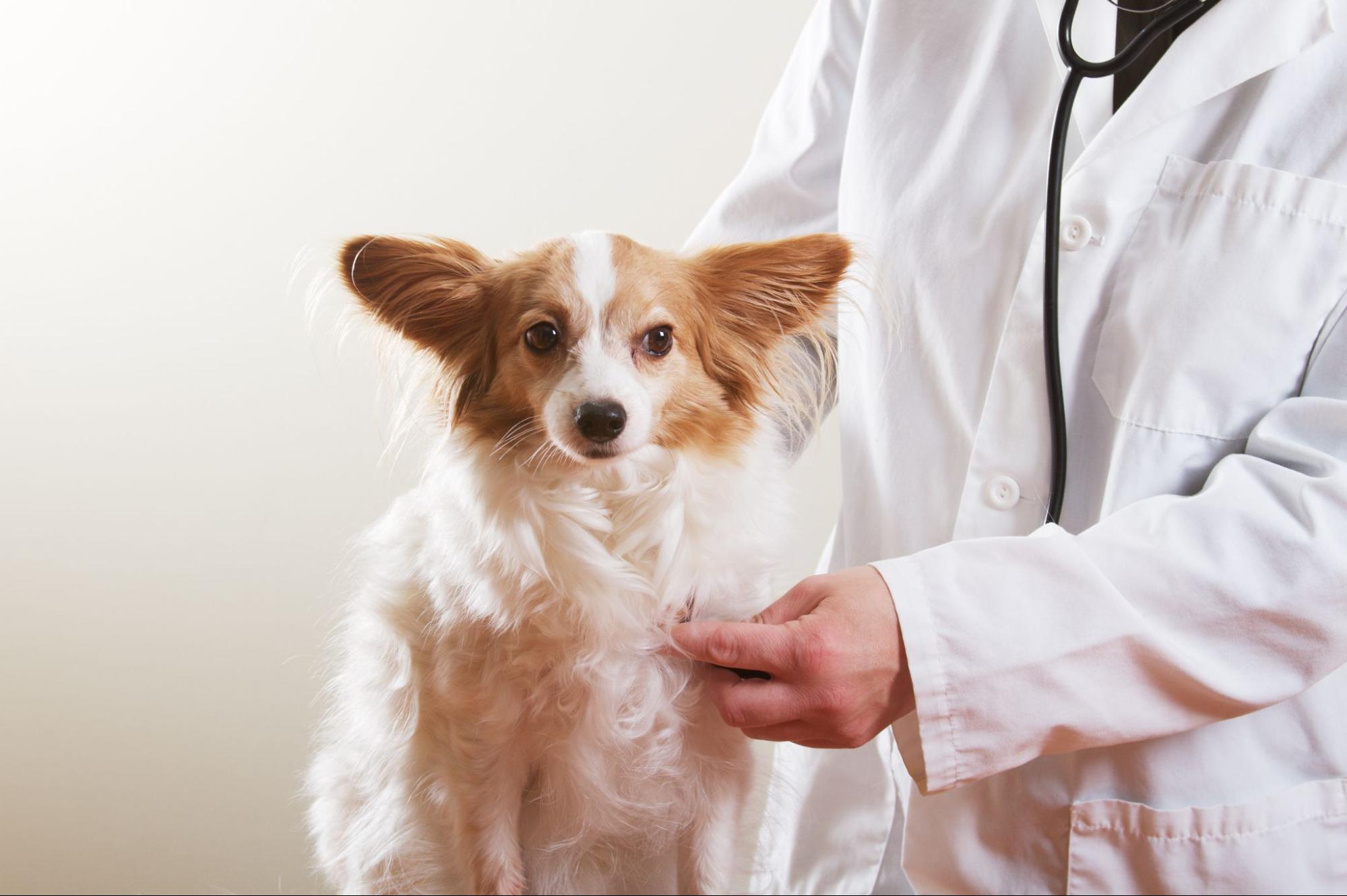 犬