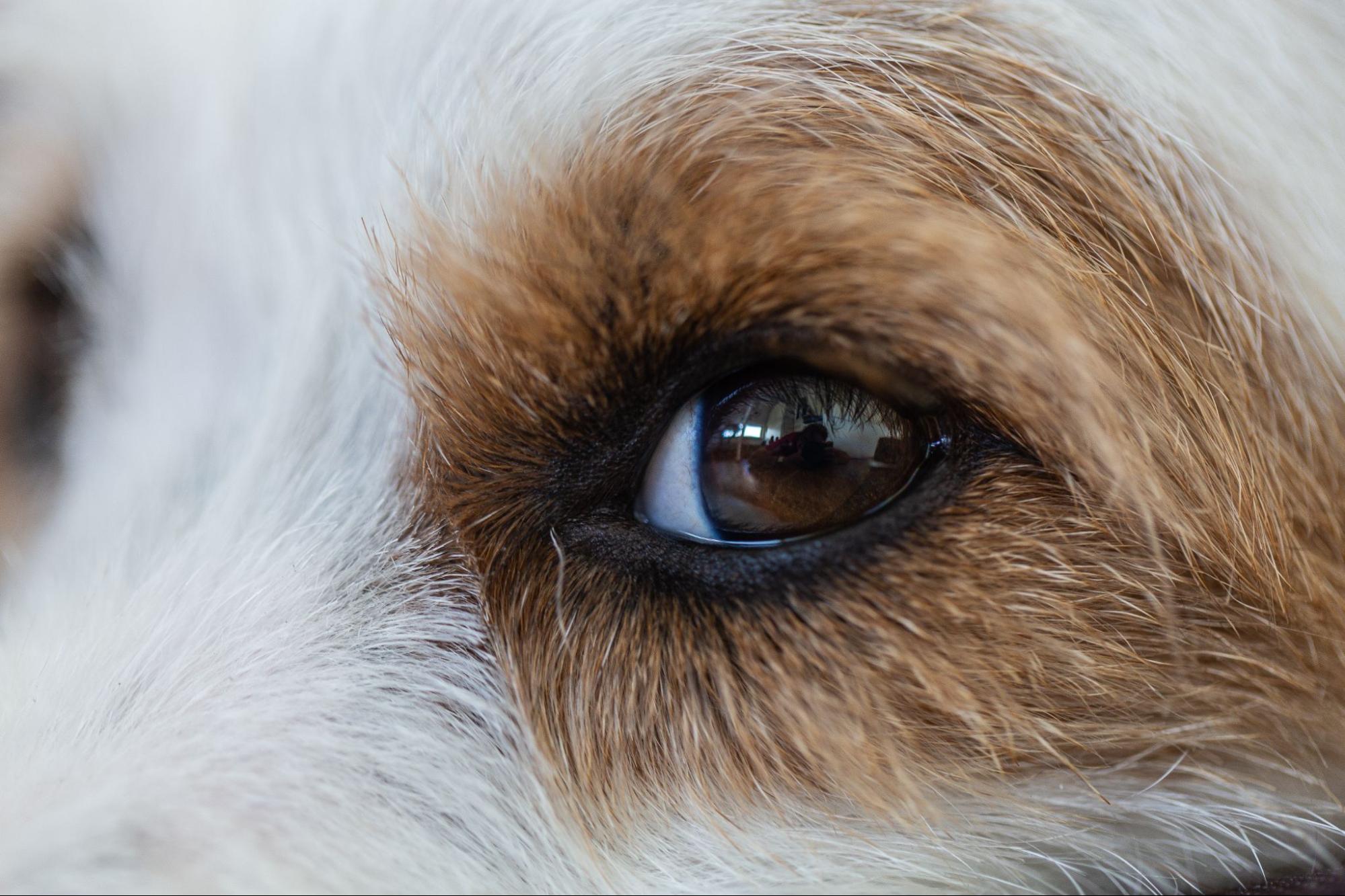 犬、目