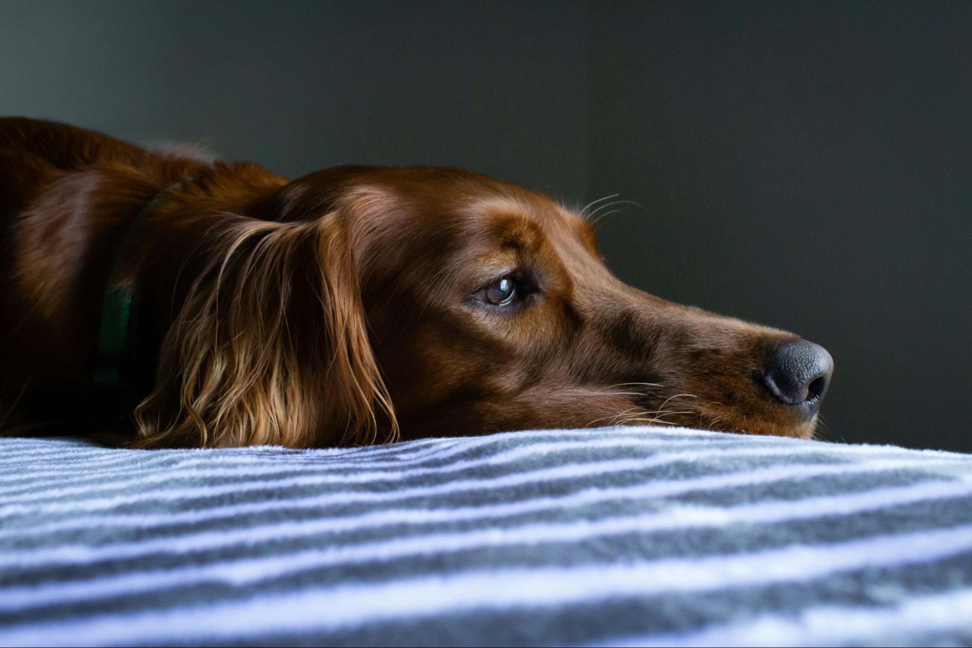 犬