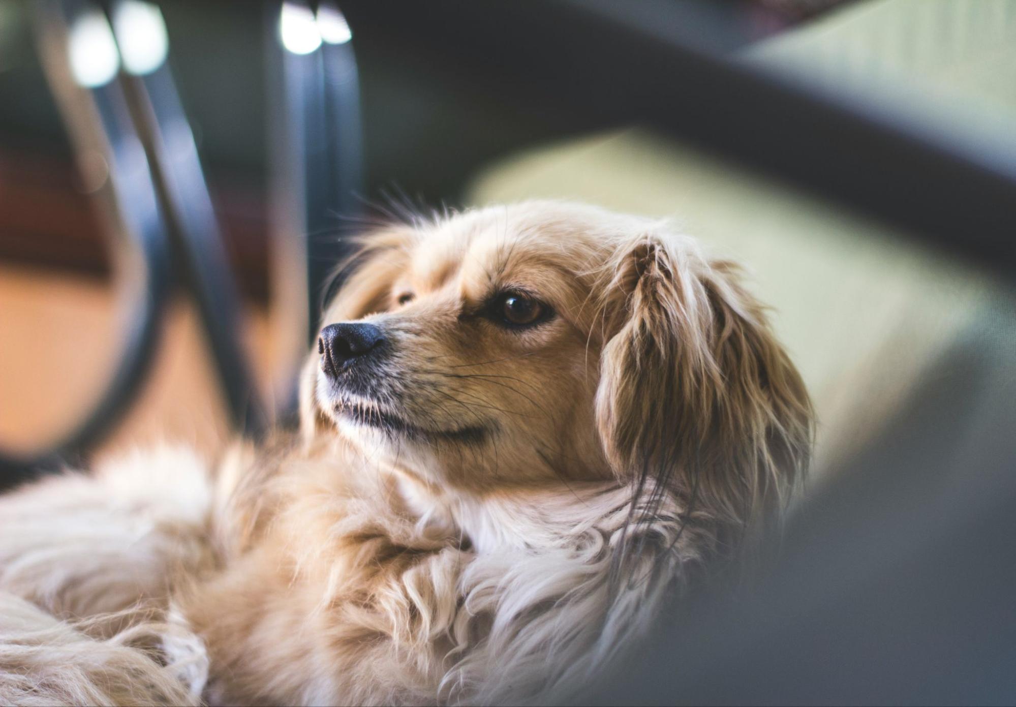 犬
