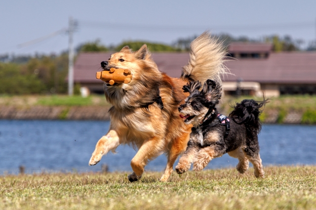 走り回る2頭の犬、芝生