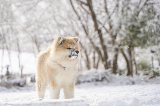 秋田犬、冬