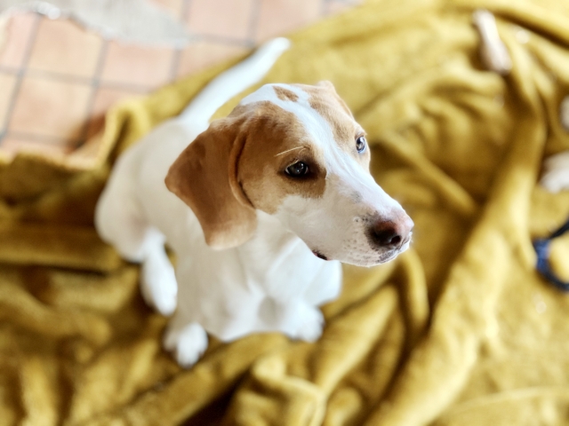 見上げる犬、ブランケット