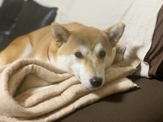 柴犬、ブランケット