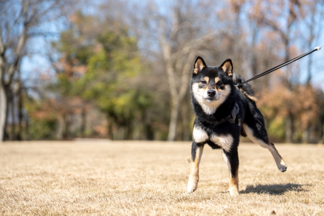 柴犬、散歩